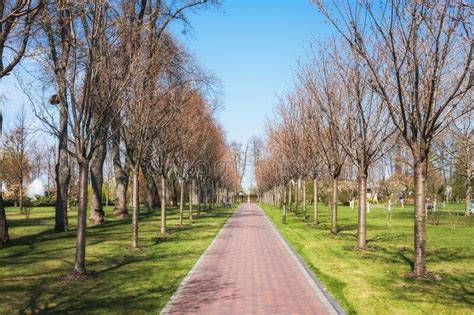 Green Spring City Park With Road And Beautiful Trees Alley Stock Photo