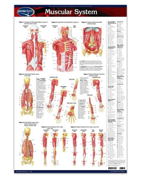 Muscular System Anatomy Poster 24 X 36 Laminated Quick Reference