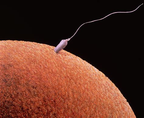 Sperm Fertilizing Egg Photograph By Francis Leroy Biocosmos
