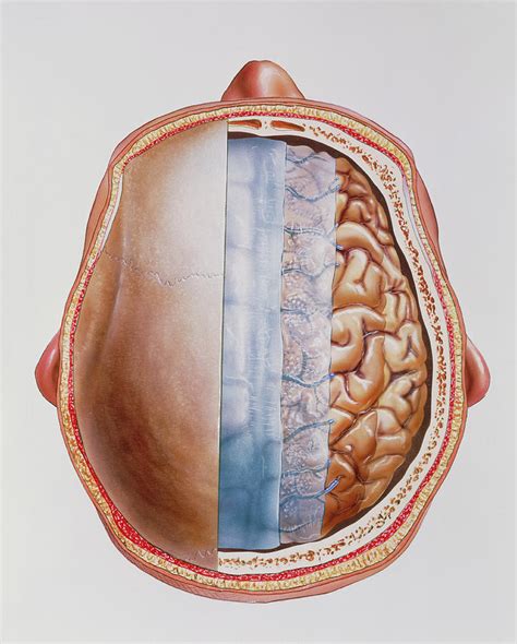 Cutaway Artwork Of The Brain Membranes Meninges Photograph By Bo