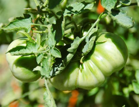 Organic Beefsteak Tomatoes Seeds Of Change Penny Pinching Papa