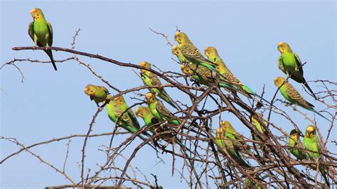 Budgie Many Green Wild Budgies Tree Birds Branches Hd