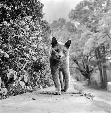 Walter Chandohas Cat Photography A 70 Year Love Story Vanity Fair