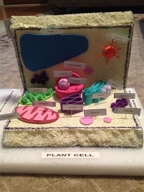 Plant cell science project for middle school. Matthews project- Plant Cell | Plant cell, Cell model ...