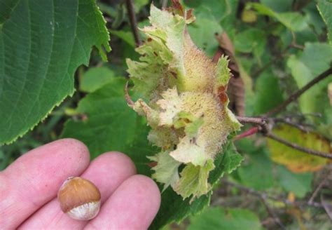 Hazelnuts Growing Guide For Native Varieties Wild Food Hazelnut