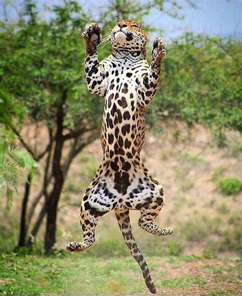Jaguar Jump Animais Gatos Gatinhos