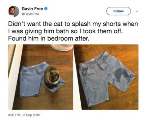 16 Boss Cats Who Rule Their Homes And Make Their Own Rules 11 Funny