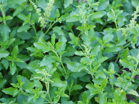 How To Add Tulsi In Your Daily Diet To Stay Healthy Times Of India