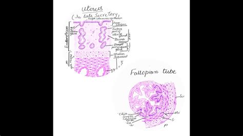 Uterus And Fallopian Tube Histology Diagrams Youtube