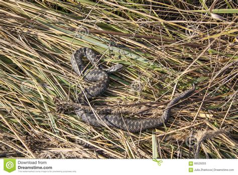 Viper Stock Image Image Of Grass Viper Serpent Curve 66529203