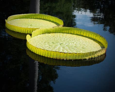 Giant Lilypads Stock Photo Image Of Botanical Twins Lake 570904