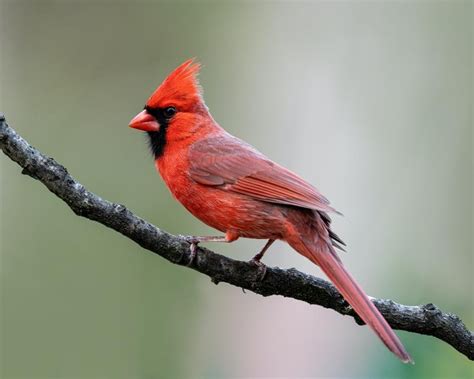 Is There A Purple Cardinal Bird