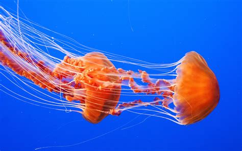 Animal Jellyfish HD Wallpaper