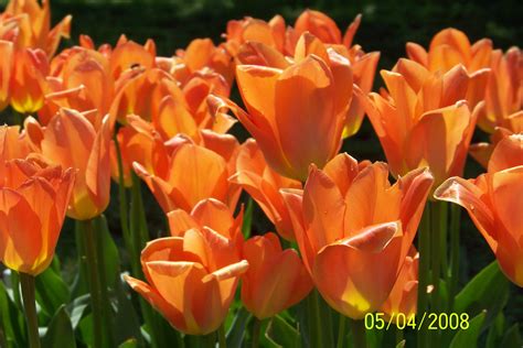 Free Photo Orange Tulips Beautiful Resource Nature Free Download