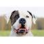 Everything About Your American Bulldog  LUV My Dogs