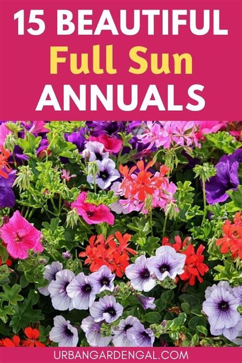 15 Beautiful Full Sun Annual Flowers Full Sun Annuals Annual Flowers