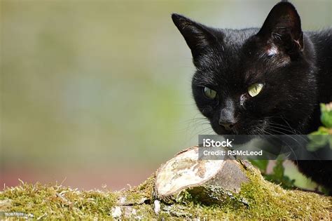 Adult Black Cat Prowling On Log Stock Photo Download Image Now