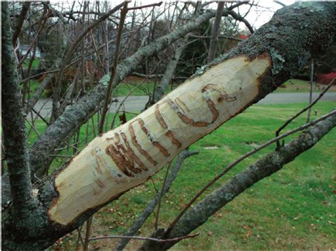 Characteristic Emerald Ash Borer Feeding Gallery Found Under An Adult Download Scientific