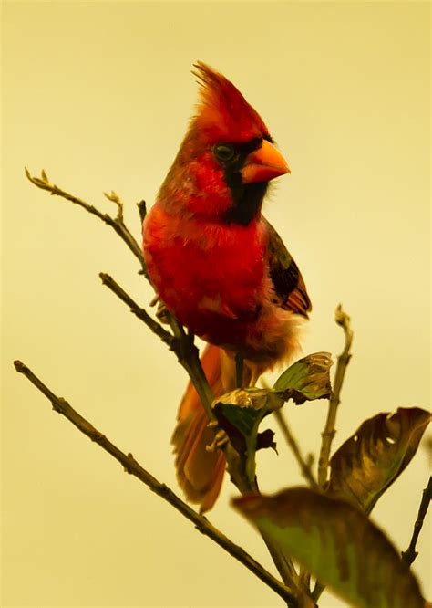 Red Cardinal No 2 Kauai Hawaii Photograph By Belinda Greb Fine