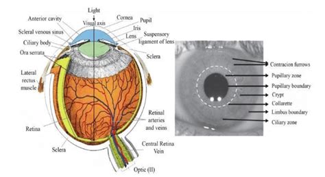Iris Anatomy Exterior Right And Inner Left 12 13 Download