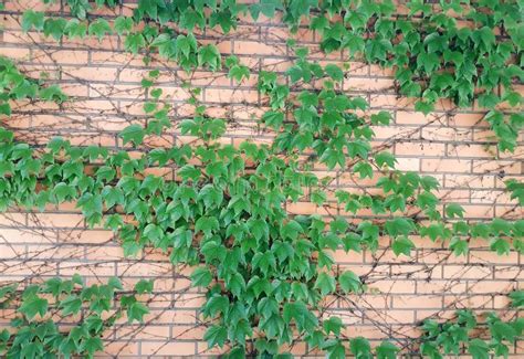 Wall Of Red Brick Ivy Stock Photo Image Of Outdoor 116769000