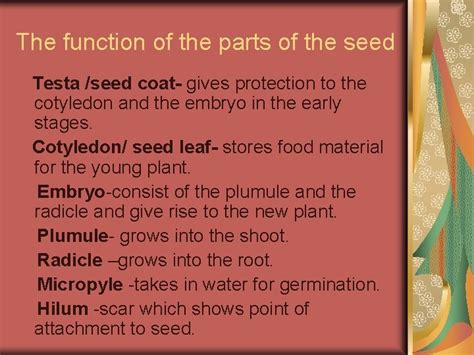 Parts Of A Seed And Functions Bean Seed