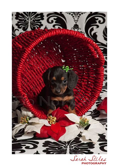When you get a puppy from us you're getting their dew claws removed, current on shots & worming. Dachshund Puppies! - {Idaho/Utah Pet photographer}
