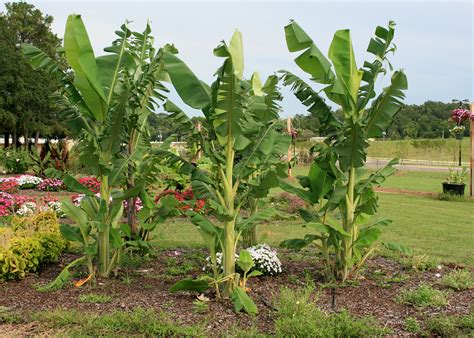 Banana Plants Add Color Tropical Flair To Landscape Mississippi