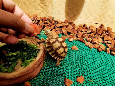 Your Guide To Caring For A Sulcata Tortoise Always Pets