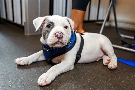 Your puppy will learn, socialize and train under the direction of our skilled trainers. finding the best puppy schools in sydney and canberra ...
