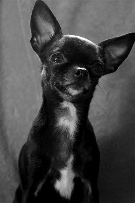 Chihuahua Black Pets Lovers