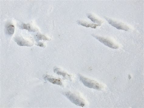 Rabbit Tracks Animal Footprints North American Animals Rabbit Tracks