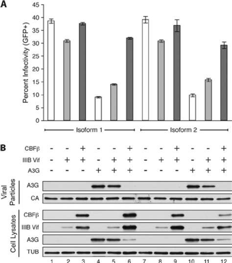 Cbf ␤ Isoform 1 And Isoform 2 Stabilize Hiv 1 Vif To Degrade A3g And