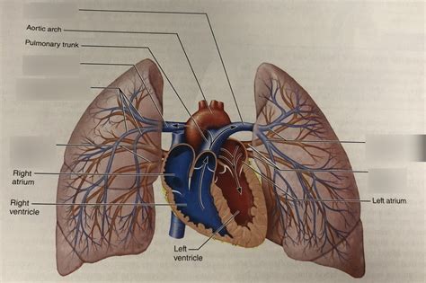 Pulmonary Circuit Diagram Quizlet