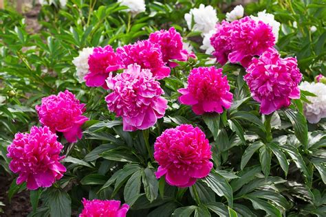 How To Successfully Transplant Peony Plants Better Homes And Gardens