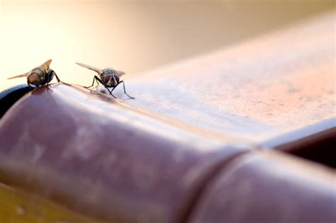 • remaining locally owned to guarantee your satisfaction. residential pest control - Page 3 - Aruza Pest Blog