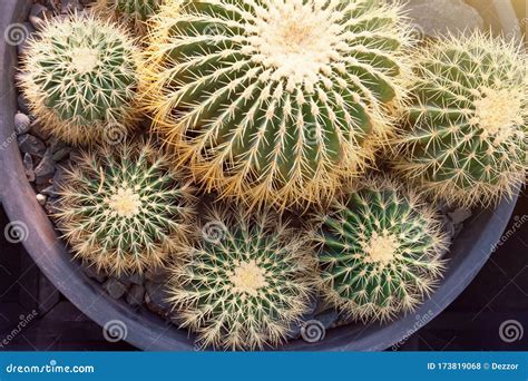 Several Round Large Cacti In A Pot Top View Stock Photo Image Of