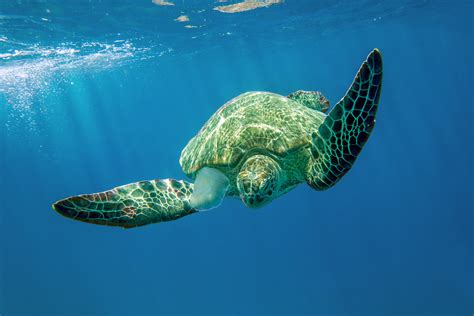 The scent was not like any he had smelled, so he became curious and wanted to know what was in. Microplastics may heat marine turtle nests and produce ...