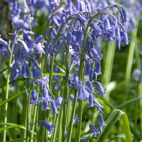 Native English Bluebell Bulbs Buy Online Boston Bulbs