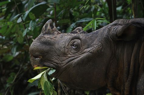 Rare Sumatran rhino birth brings new hope for the endangered species