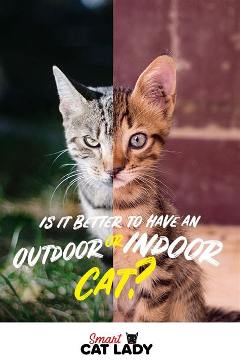 I'm not satisfied with my job. Is it Better to Have an Indoor Cat or an Outdoor Cat ...