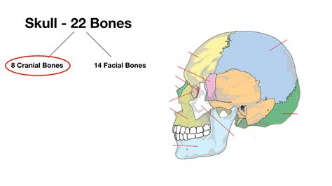 Skull Anatomy Cranial Bone And Suture Labeled Diagram Names Mnemonic — Ezmed