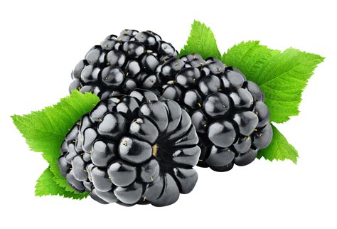 Blackberries And Leaves Transparent Png Stickpng