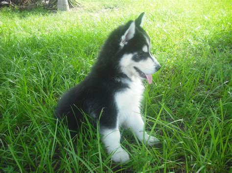 If trained, handled, and socialized well this dog will make a. Shepsky Puppies For Sale Near Me