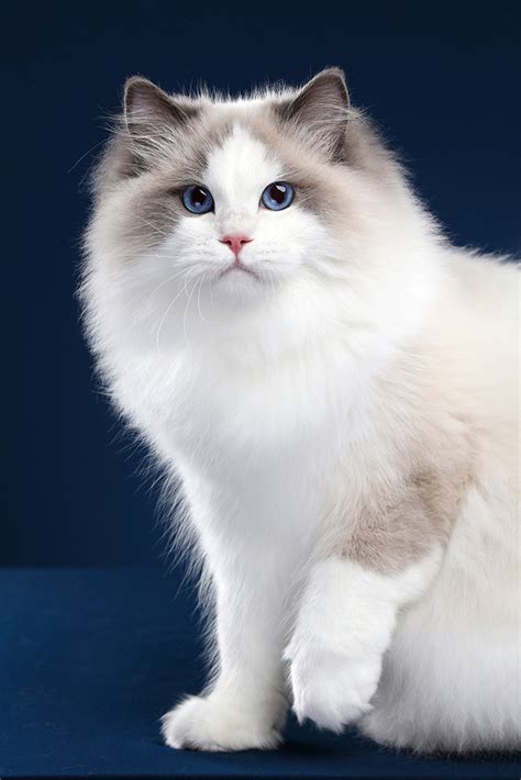 Rfw ragdoll breed seminar project information about the development of our ragdoll breed seminar to help everyone interested in learning the breed standard for the ragdoll cat. 7 Fun Facts About Ragdoll Cats (With images) | Cat breeds ...