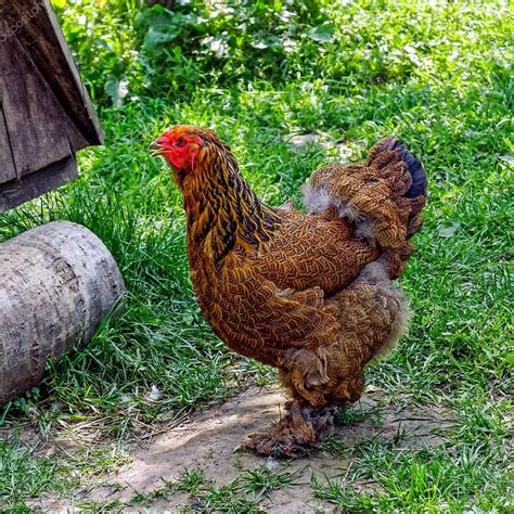 Sintético 95 Foto Gallinas Con Plumas En Las Patas Mirada Tensa