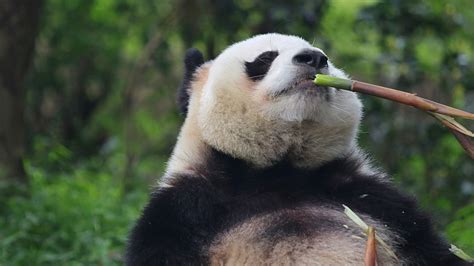 Live Virtual Encounter With Giant Pandas Ep 40 Cgtn