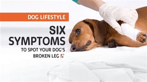 One danger for cats that can sometimes cause leg injuries is high rise syndrome, says the animal medical center of new york. How To Tell If Your Dog Has A Broken Leg | Dog Broken Leg ...
