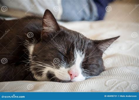 Black Cat Sleeping Stock Image Image Of Sleeping Adorable 48498731