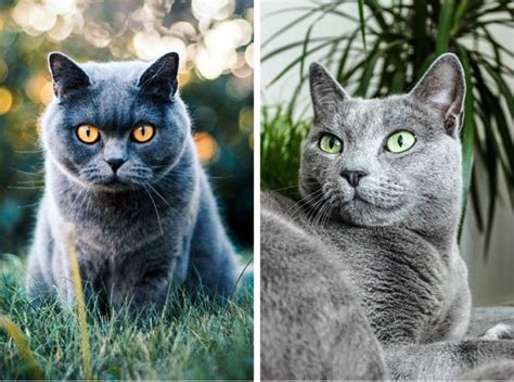 British Blue Vs Russian Blue Cat—how To Tell Them Apart